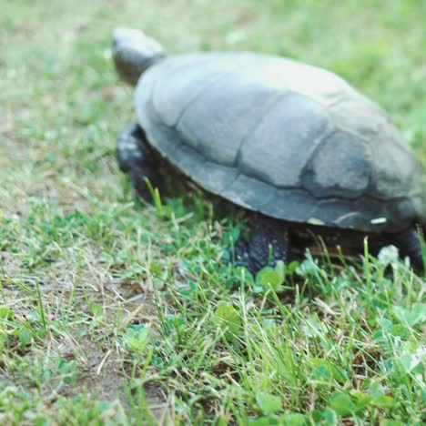 tortuga moviéndose en la hierba verde fresca