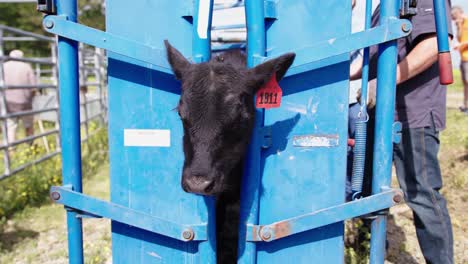 cow entering squeeze shoot on farm