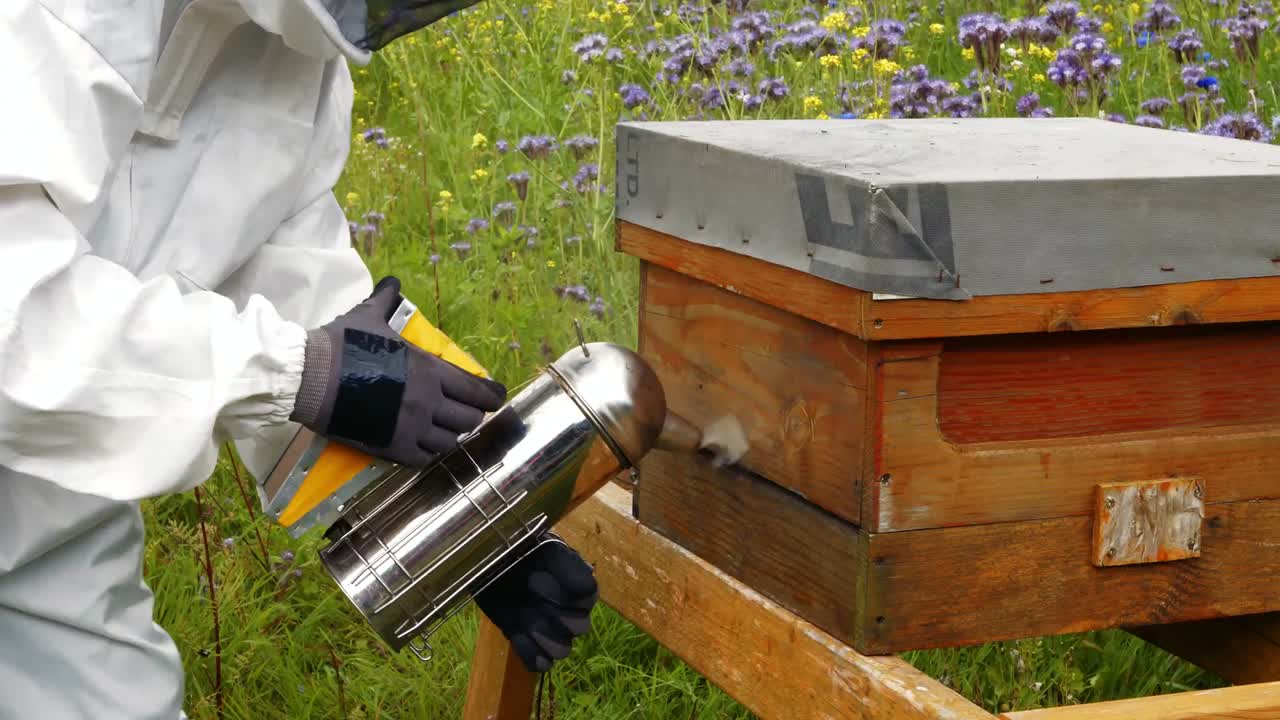 apicultor que utiliza un ahumador de abejas