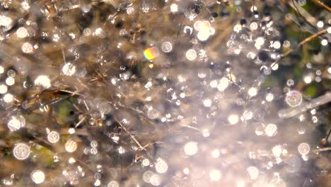 las gotas de rocío en las plantas secas brillan.