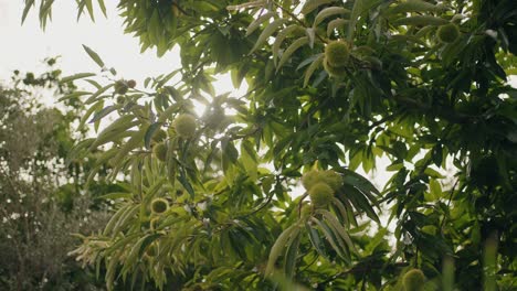 chestnut tree with spiky burs filmed in early autumn, sunlight filtering through the leaves