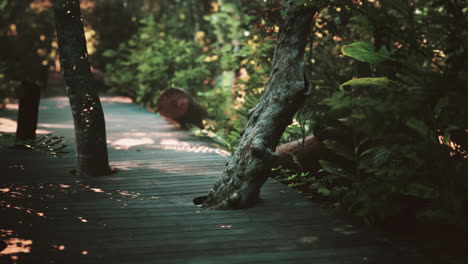 Camino-Peatonal-De-Madera-Que-Atraviesa-Un-Hermoso-Bosque-Otoñal