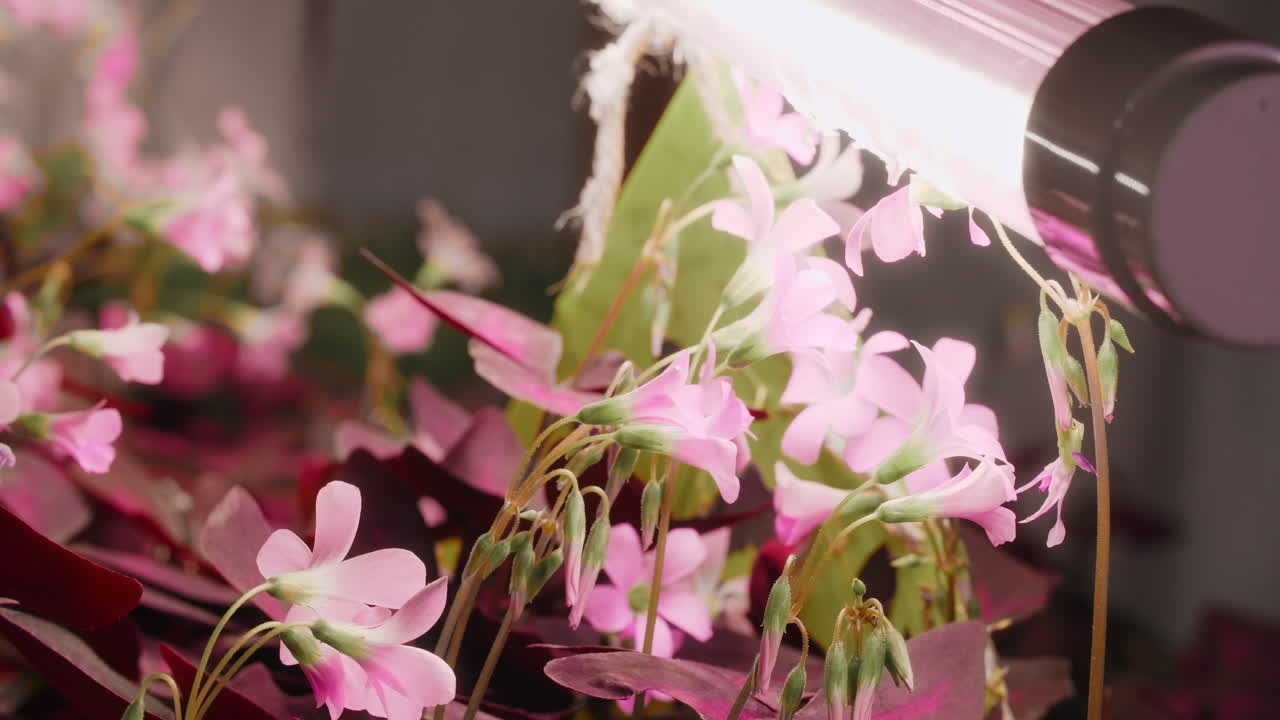 Pink Oxalis Flowers Under Fluorescent Light