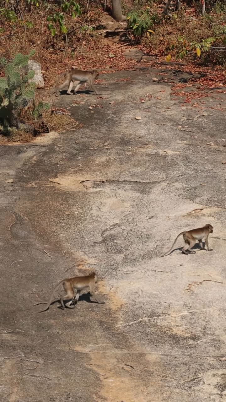 바위 풍경을 가로지르는 원이 무리가 있습니다.