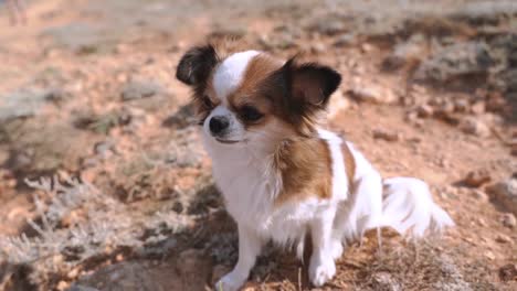 Kleiner-Weißer-Chihuahua-Hund,-Der-Blumen-Im-Maul-Hält