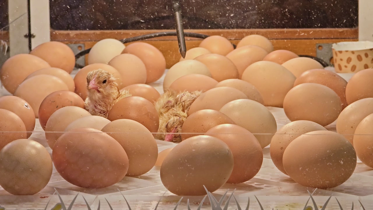 Newborn chicks trying to climb over eggs and falling inside an incubator showing fragile early life behavior