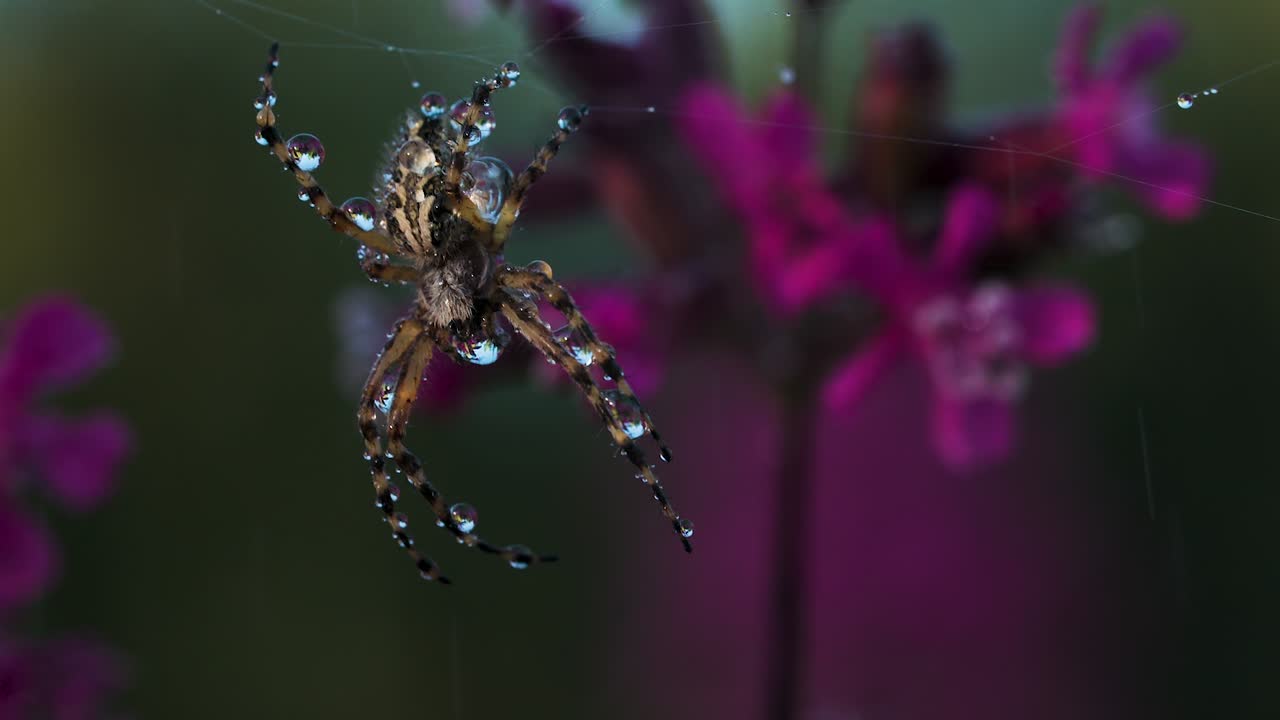 araña con gotas de rocío en una flor