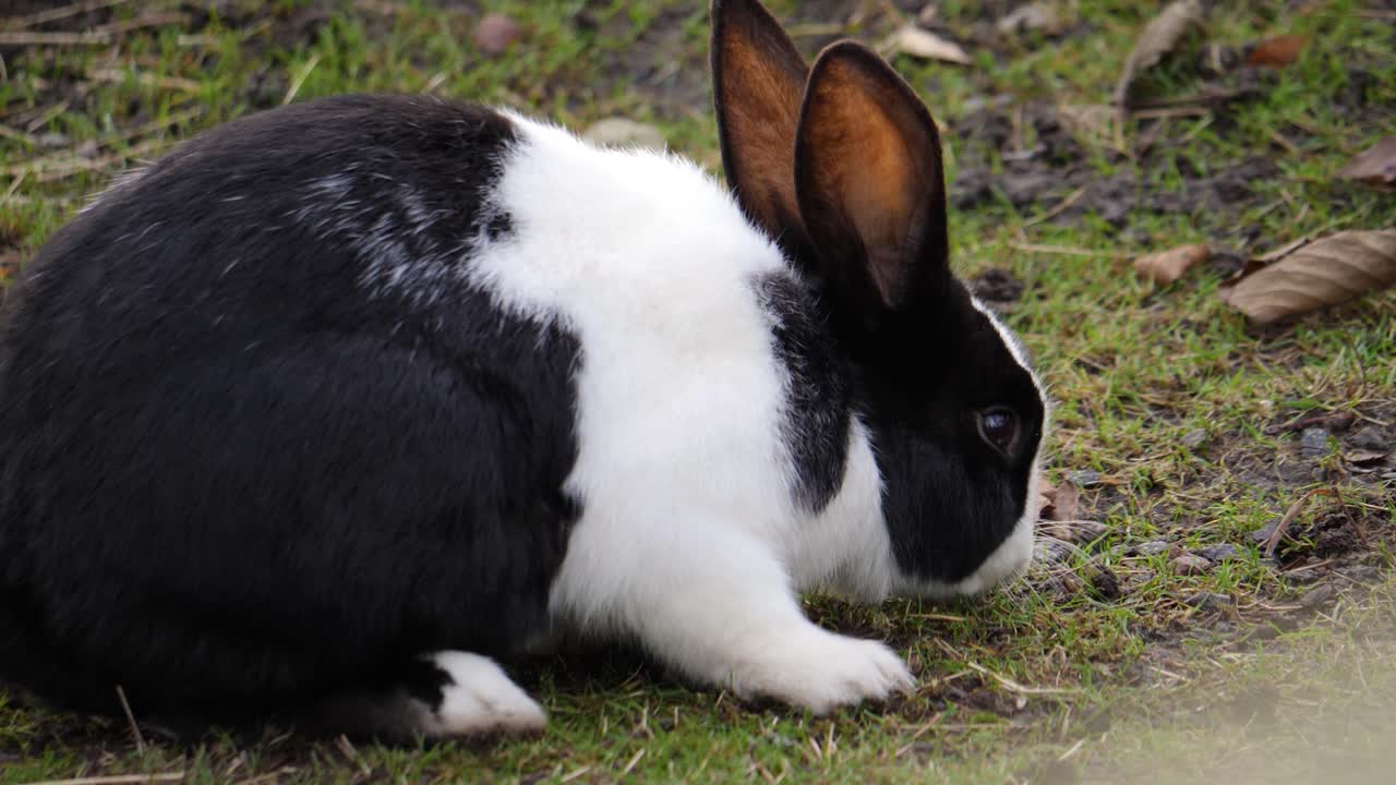 Black and white Mellerud rabbit on grass, calm moment in natural outdoor setting
