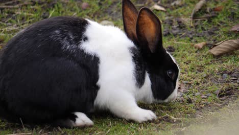 black and white mellerud rabbit on grass, calm moment in natural outdoor setting