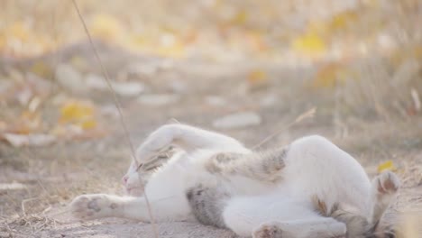 cute domestic cat enjoying a dirt bath