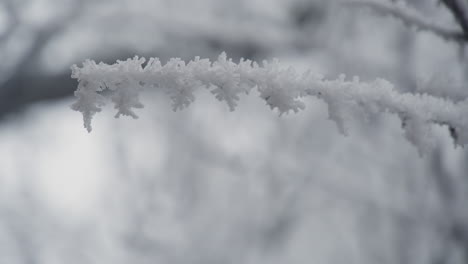 close-up bunch of tree covered in snow and frost