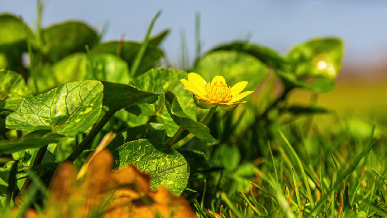 Close-up timelapse of a yellow spring flower blooming among fresh green leaves in a sunny meadow, symbolizing the arrival of spring