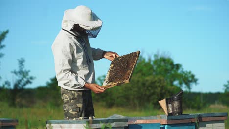beekeeper is working with bees and beehives on the apiary. bees on honeycombs
