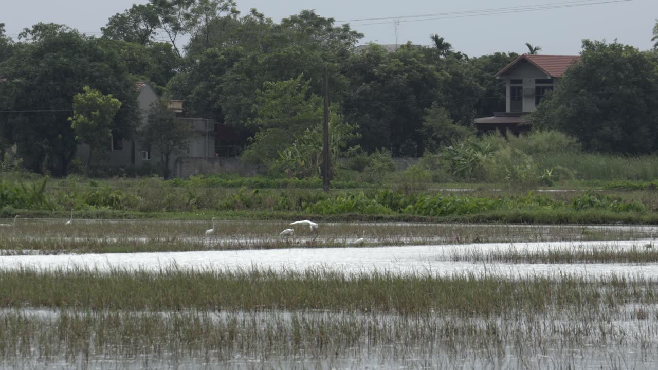 베트남의 코크 (tam coc) 에서 산책하는 몇 마리의 하 헤이론과 함께 울창한 초록색  들, 배경에 있는 집 들, 그리고 자연