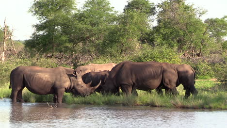 white rhinos move around slowly by a waterhole with green forest in background