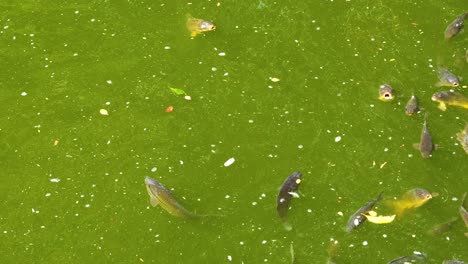 colorful fish swimming in a green pond