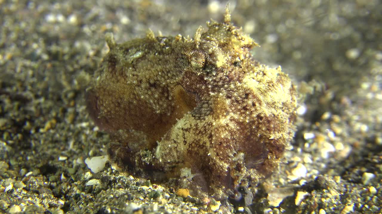 Small Octopus on sandy reef at night, close up shot