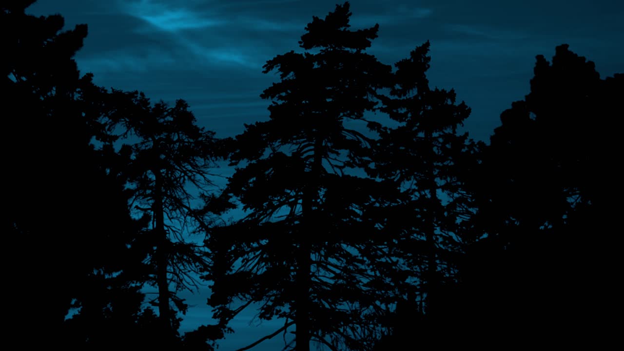 Tarda Notte Nel Parco