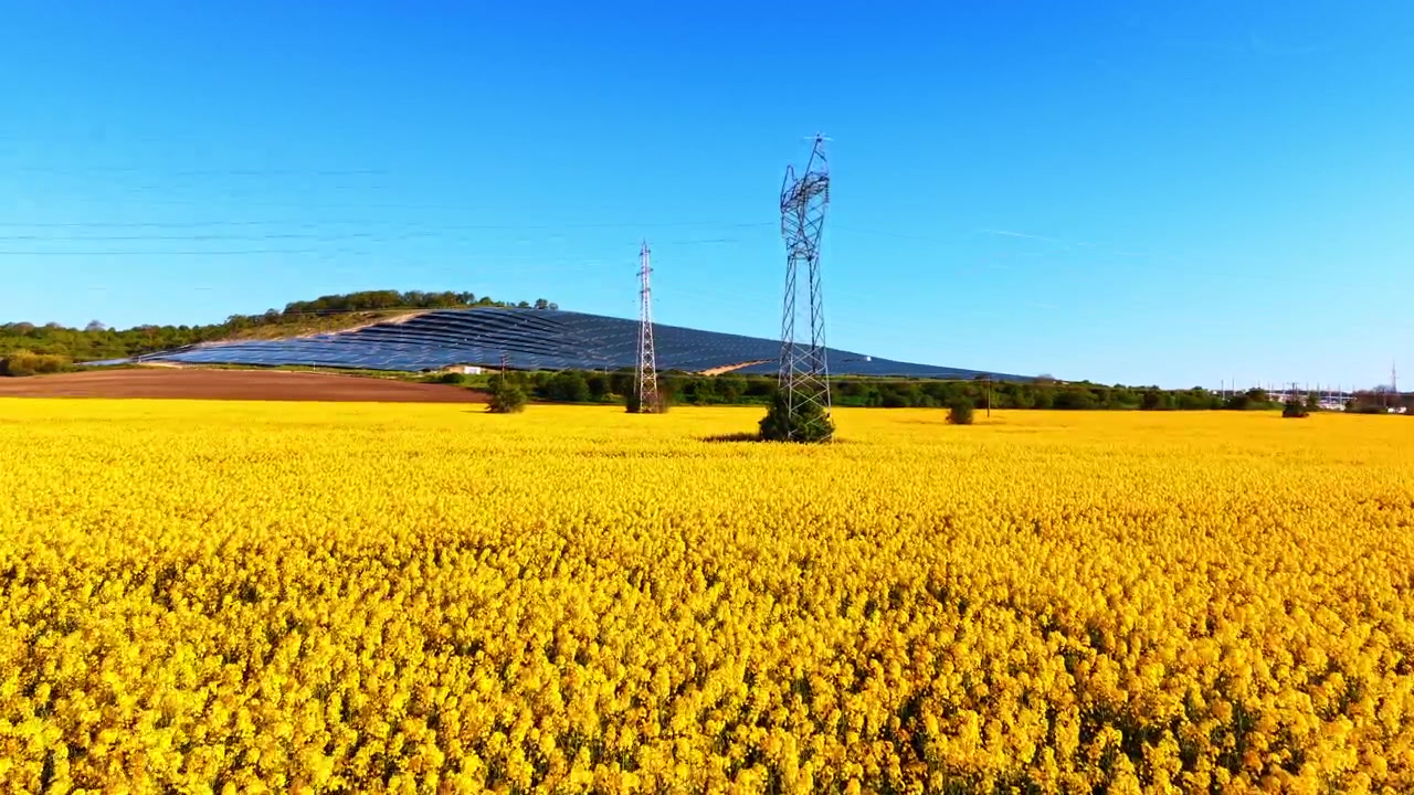 Campo de colza em flor com um parque solar e torres de energia ao fundo. Flores amarelas preenchem o primeiro plano, torres de transmissão emolduram painéis distantes