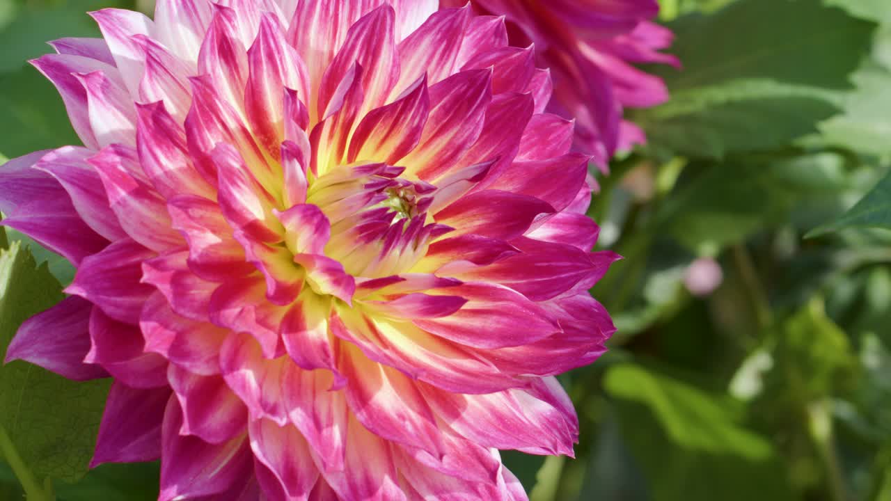 Vivid pink dahlia flower in bright daylight, macro perspective, gentle camera movement, lush foliage