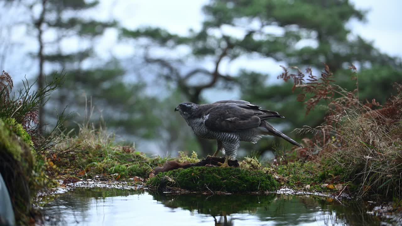 Eurasian Goshawk tearing off, eating pieces of dead squirrel on bank of pond in Norway, slow motion.
