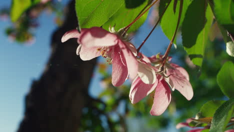 pink sakura petals in closeup against cloudless sky. tree flowers blossoming.