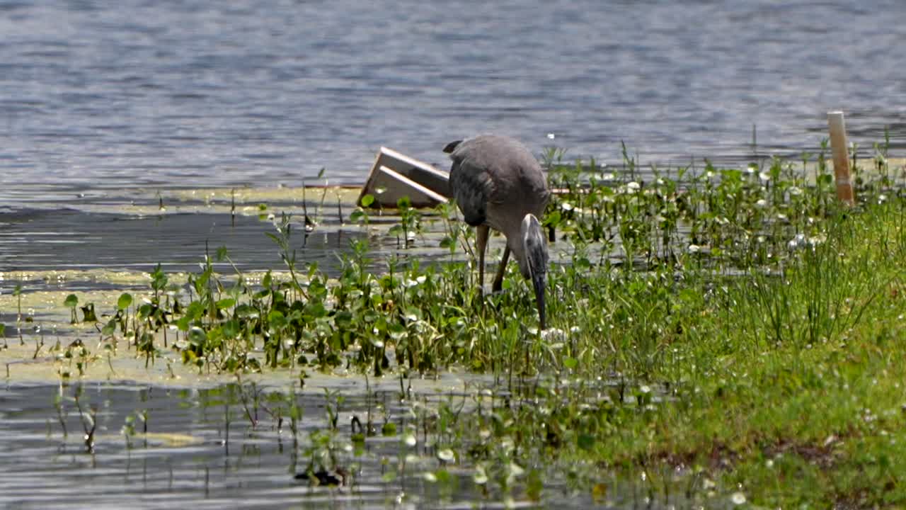 Great blue heron walking with a large fish in a Florida lake