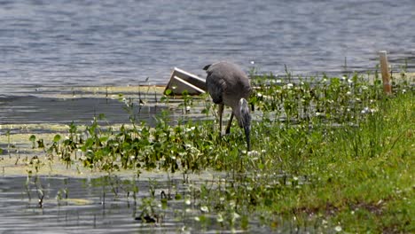 great blue heron walking with a large fish in a florida lake