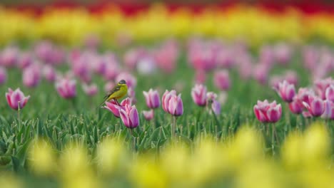 Medium-static-shot-of-a-yellow-wagtail-sitting-on-a-tulip-blossom-singing-then-flying-off-toward-the-camera,-slow-motion