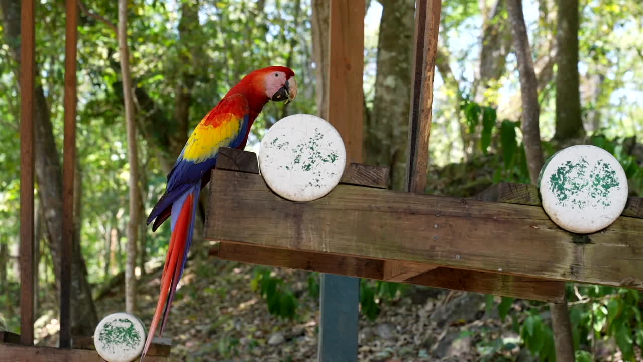 un guacamayo escarlata descansando sobre una base hecha por el hombre