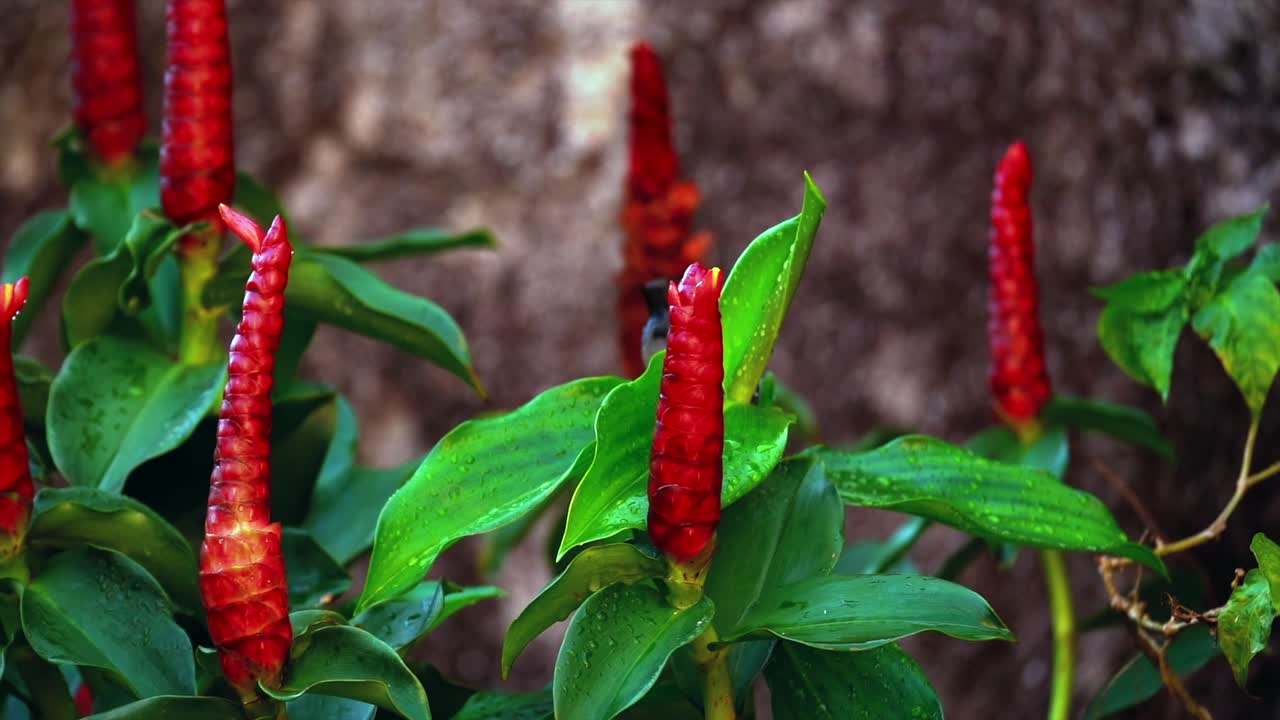 Slow motion sunbird washing on insulin flower plant, Mahe Seychelles 4