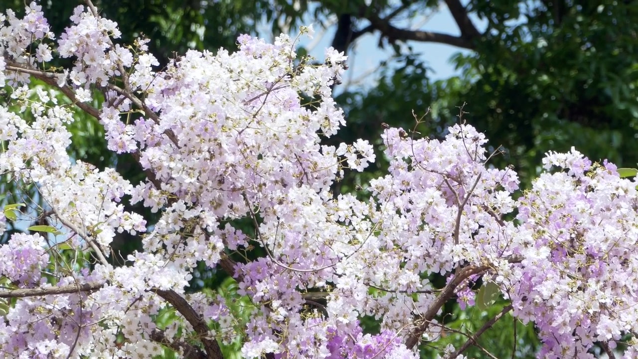 Delicate lavender and white blossoms flourish on tree branches against a backdrop of green foliage. Ideal for springtime themes or nature-focused projects.