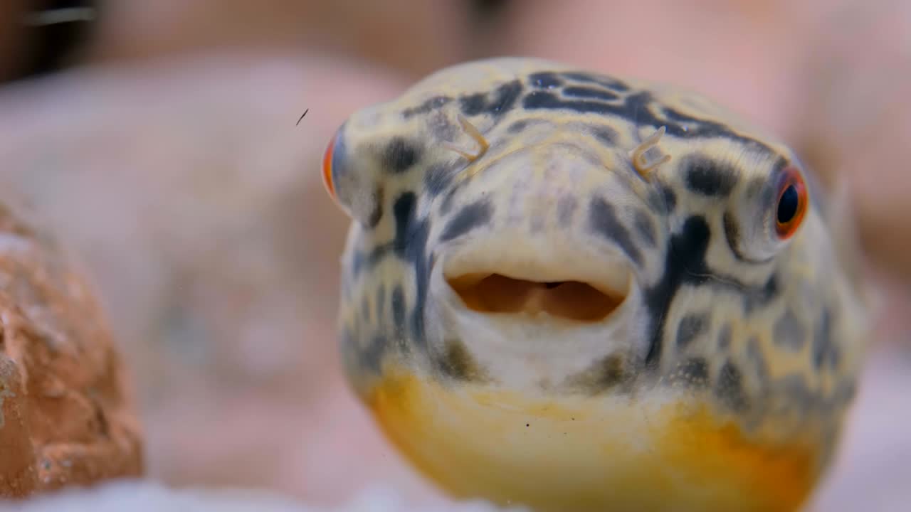 Close up shot of head of fish