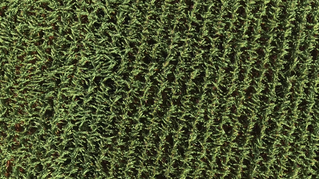 Expansive aerial view slowly moving over a lush, green cornfield. The perfectly aligned rows create a beautiful texture on the farmland
