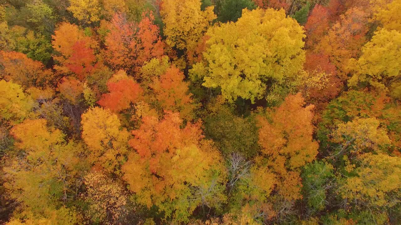 vista aérea mirando hacia abajo en las copas de los árboles de un bosque de madera dura con los colores rojo, naranja y amarillo del otoño