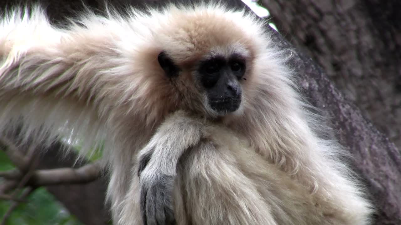 un gibón de manos blancas se sienta en un árbol 1