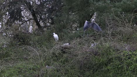 Grey-Heron,-Ardea-cinerea-and-Little-Egret,-Egretta-garzetta,-in-Heronry