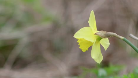 Fully-Bloomed-Yellow-Daffodil,-Blurred-Background,-Still-Shot