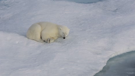 a polar bear cub sleeping on the sea ice off baffin island in nunavut canada