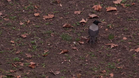 Hooded-crow-feeding-on-meat-in-the-park