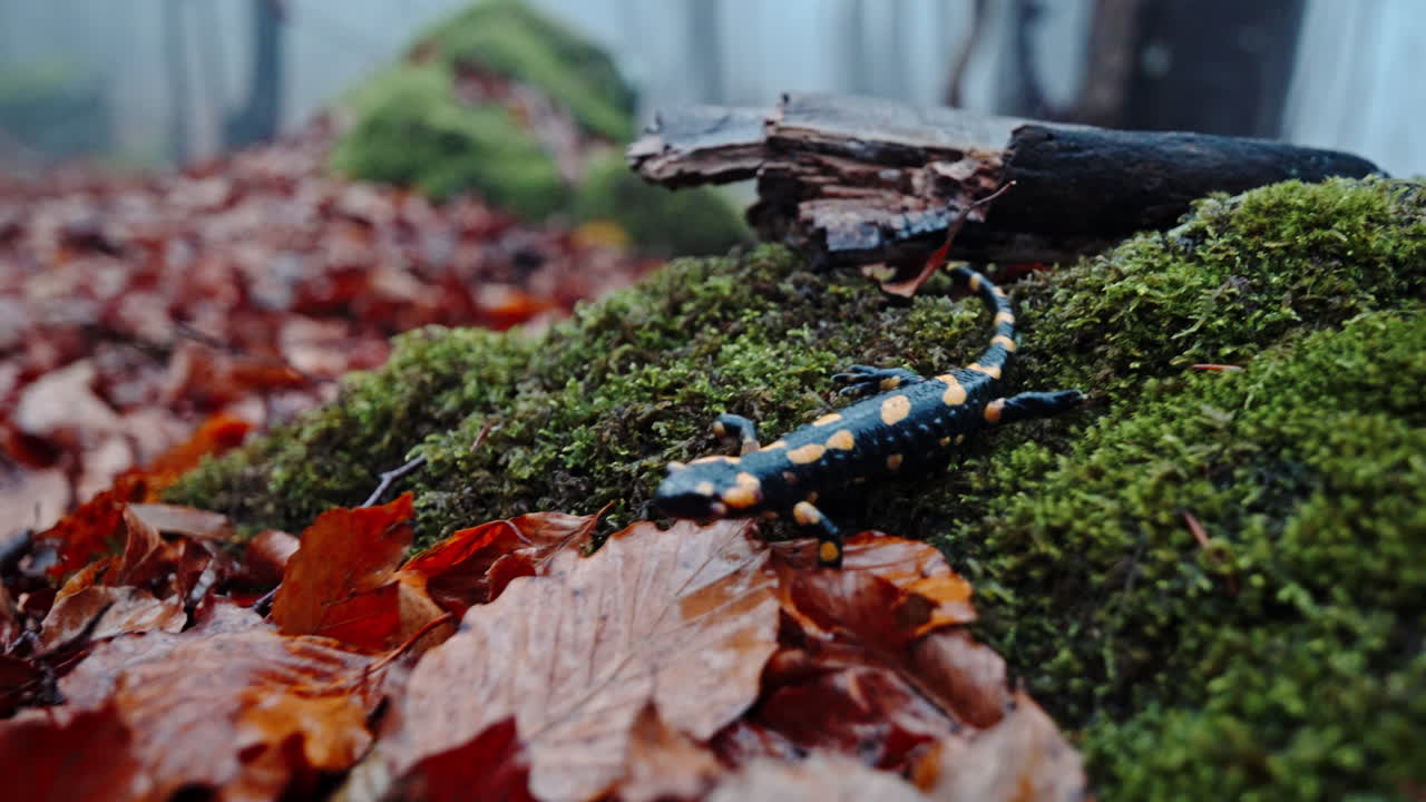 Fire salamander crawling over mossy forest floor with autumn leaves, close macro wildlife shot