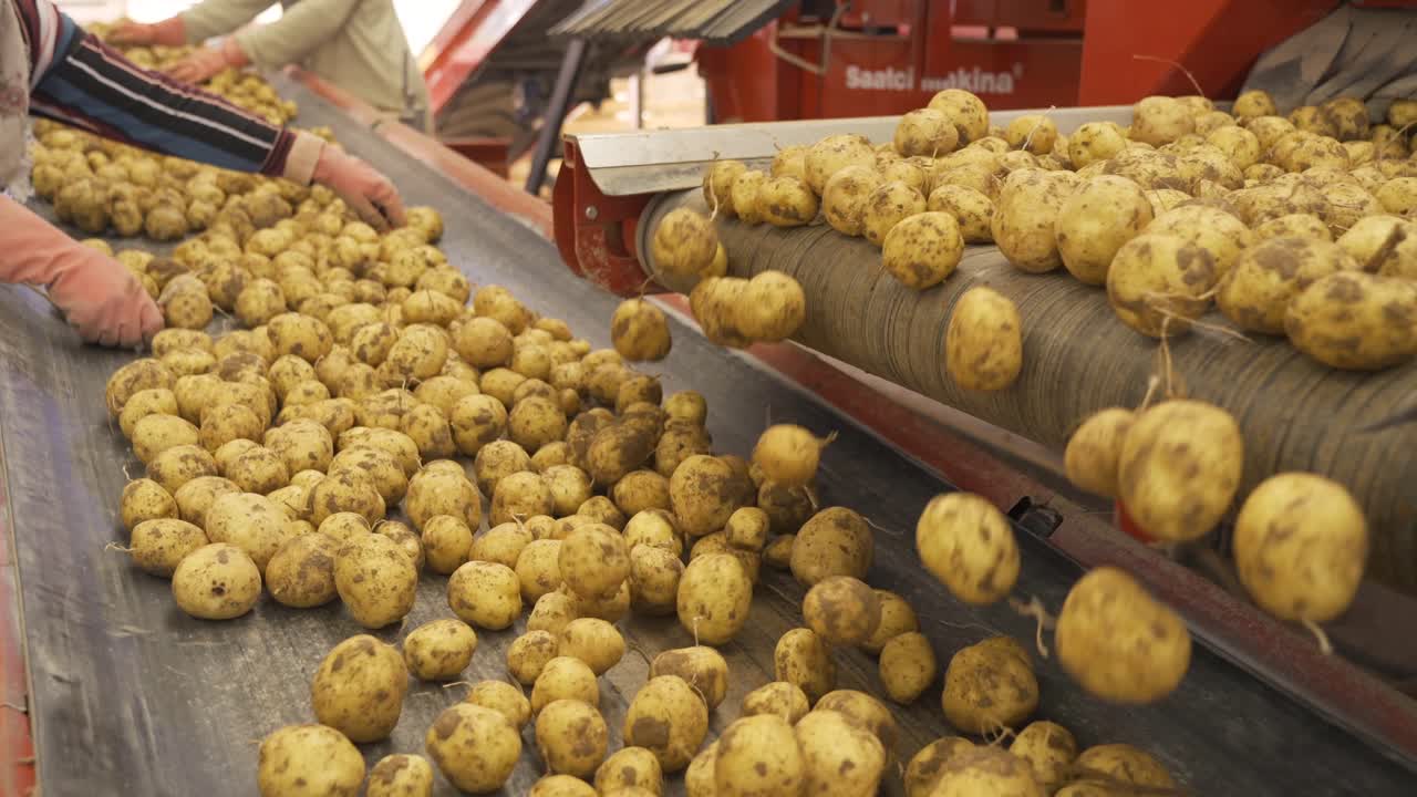 patatas derramadas en el transportador y trabajadores clasificando e inspeccionando patatas en el transportador.
