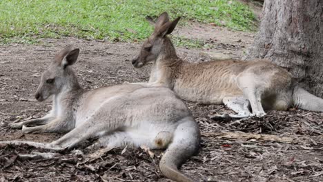 kangaroo relaxes and shifts position under tree