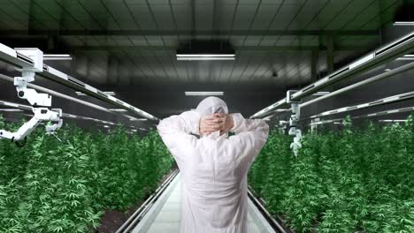 back view of asian marijuana researcher having a headache while standing in the marijuana greenhouse with smart robotic farmers