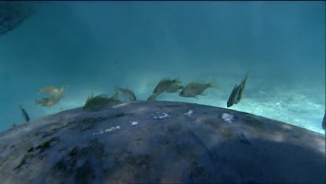 a manatee swims underwater 13