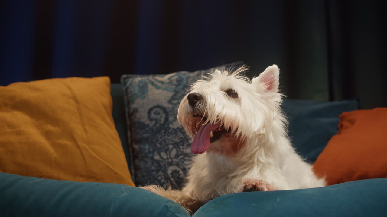 White Westie dog resting on a blue couch