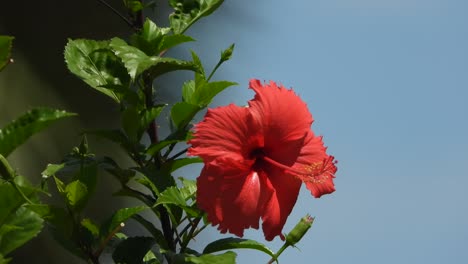 shoeblackplant - red - green - blue