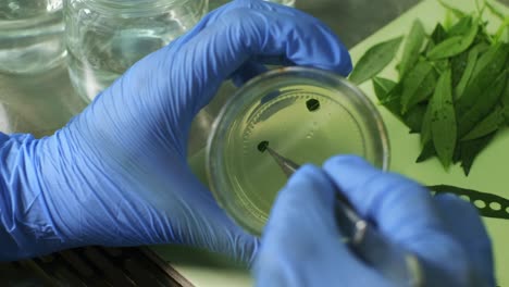 tissue culture using new technology