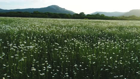 flower field with mountains