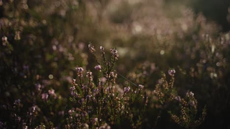 Dense-heather-bush-under-the-early-morning-sun